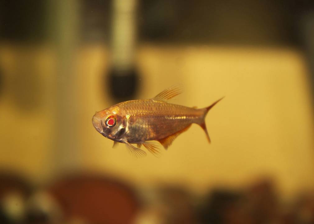 Bangalore Aquarium